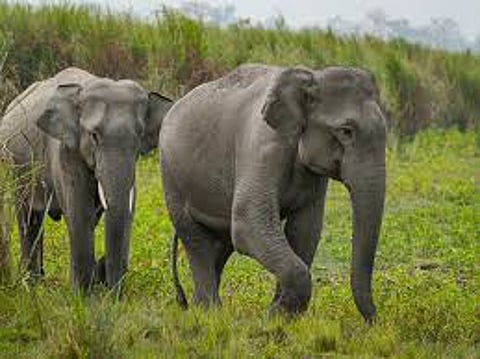 eliphant