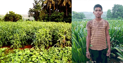 success farming story in lock down duration at ratnagiri