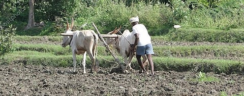 The farmer quarantine in the field