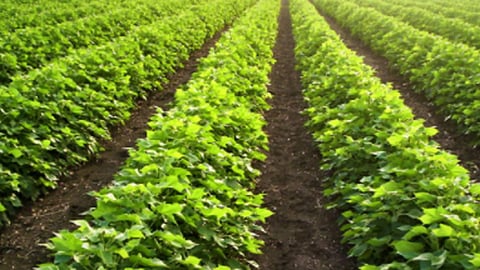 farming