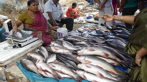 fish