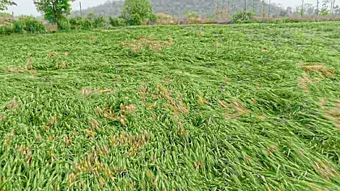 crop damaged due to heavy rain in ambada of nagpur