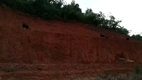 gaur entry on mumbai goa highway in ratnagiri