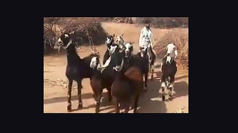 goats seen dancing to a song video viral