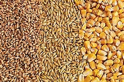 grain.