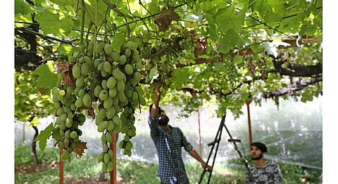 ढगाळ वातावरण व पावसामुळे द्राक्ष उत्पादकांच्या अडचणीत वाढ