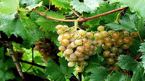 grapes broken.jpg