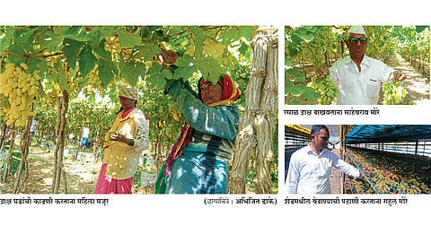सुपीक जमीन, नियोजनातून वाढविली द्राक्षाची गोडी