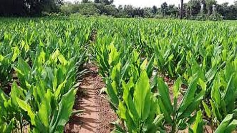 self group 150 families women participated turmeric crop and increase this year production in ratnagiri