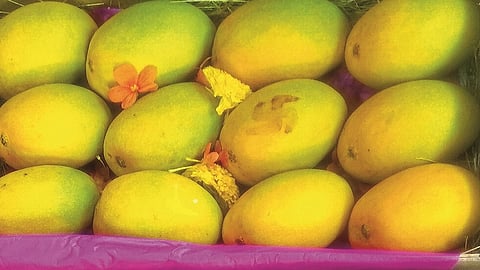 Hapus Mango Sangli; The rate of muhurta is 4 thousand rupees