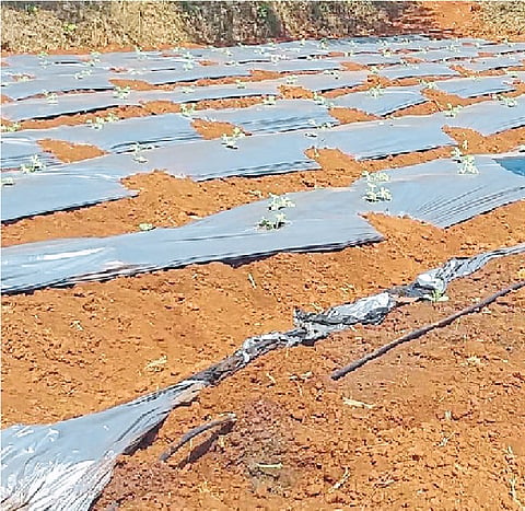 Losses Of Strawberry In Ajara By Elephant Kolhapur Marathi News