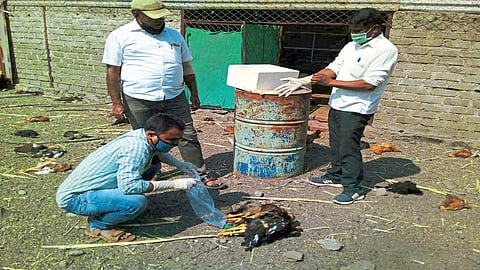कटगुणला 459 देशी कोंबड्यांचा मृत्यू; पशुवैद्यकीय पथक सतर्क