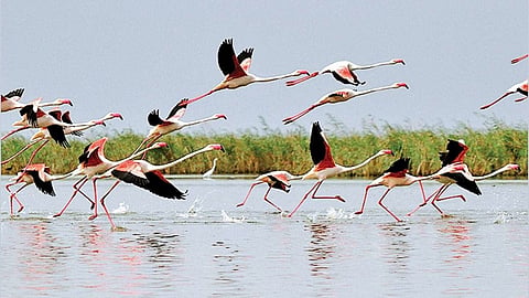 फ्लेमिंगो