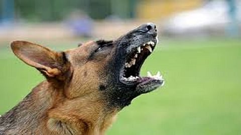 fight between two groups as dog barked