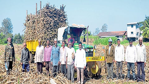 Different Patterns Of Cane Harvesting Workers In Inches Kolhapur Marathi News