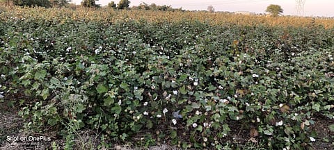 There is no labor for saving cotton