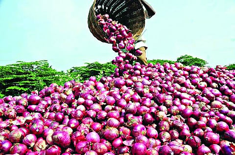 कांदा तेजीतच...पण वाचा आणखी किती दिवस राहाणार?