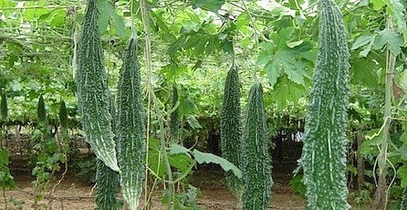Record production of carle in half an acre