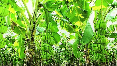 banana leaves