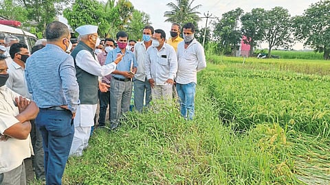पाटणला शेताच्या बांधावर जाऊन पंचनामे, शासन झाडून लागले कामाला