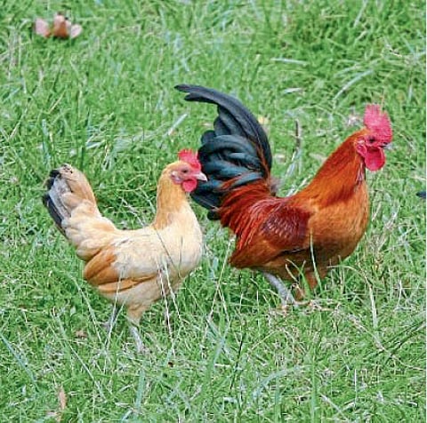 Black Astrolabe and Giriraja birds Training at the egg hatchery kolhapur