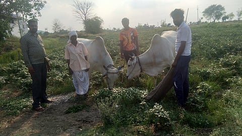 कुही : भाव नसल्यामुळे वांगी बैलाना चारताना डोंगरमौदा येथील शेतकरी.