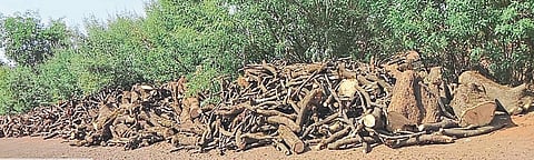 A firewood depot hit the road in Shahuwadi