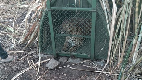 leopard