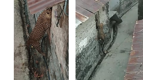 leopard