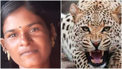 leopard