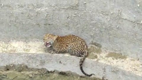leopard calf