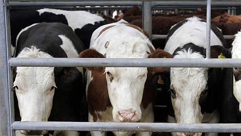 Not to be exported for living beings