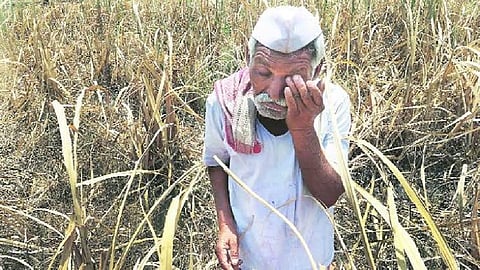 बळिराजाला 21 हजार कोटींची कर्जमाफी; 30 लाख 57 हजार शेतकऱ्यांना लाभ