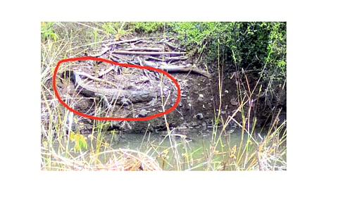 Crocodile In Dugunwadi Valley Kolhapur Marathi News