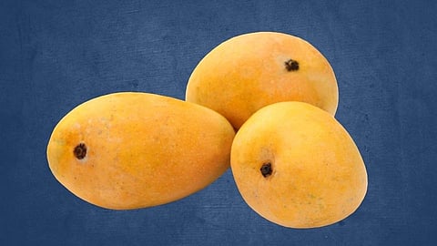 rate of mango in kokan this year questioning on rate in ratnagiri