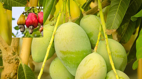 Mango, cashew nuts are in trouble due to lack of winter season