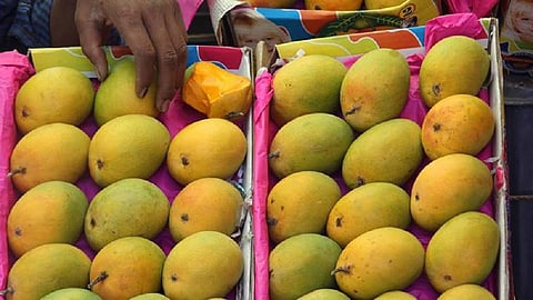 mangoes-pune.jpg