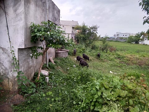 mauda