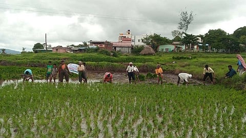 Video : मावळात भात लावणीच्या कामांना वेग; यंदा 'एवढ्या' लागवडीचे उद्दिष्ट