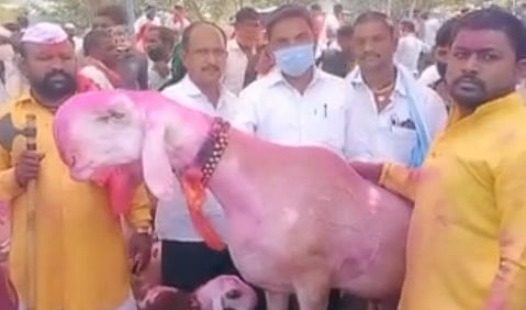 first bid of Rs 70 lakh for a goat at atpadi goat market