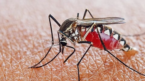 mosquitos