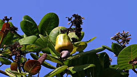 Impact of climate change on fruit crops kokan marathi news