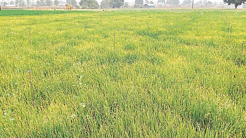 onion crop