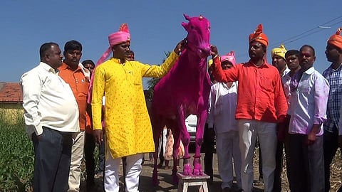 the price of ox is 5 lakh 15 thousand in raibag belgaum
