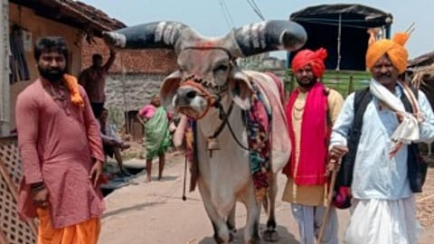 the ox said nandi entry in village area in kolhapur murgud