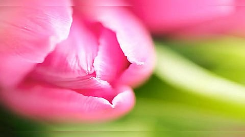 psychological importance of pink color nagpur news