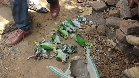 वृक्ष कापताना 15 पोपट दगावले