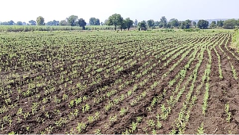 rabbi sowing area increase in yavatmal