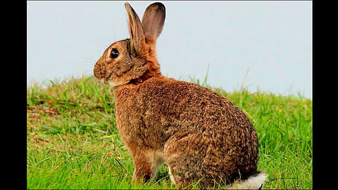 seagull gulps down a whole rabbit alive video viral