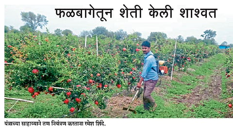 फळबागेतून शेती केली शाश्वत